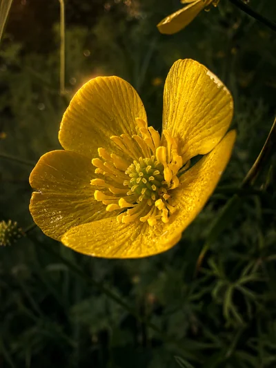 A backlit meadow buttercup, glossy petals around a green centre