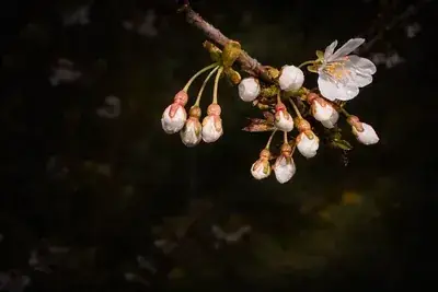 Cherry blossom in balloon stage, Lichfield
