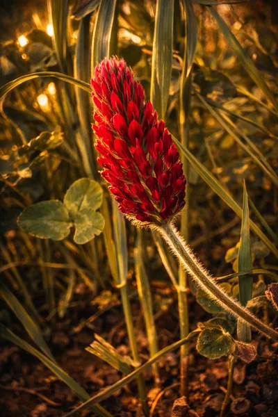 Crimson clover (Trifolium incarnatum) flowering in a fallow field — conical, properly red — The Britographer