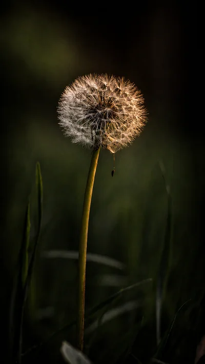 A single intact dandelion clock backlit by warm low-angle sunlight, glowing pale gold against a dark background