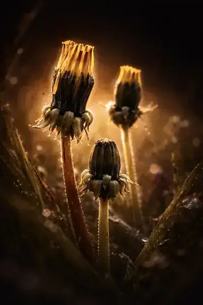 Three dandelion seed heads backlit by warm amber light