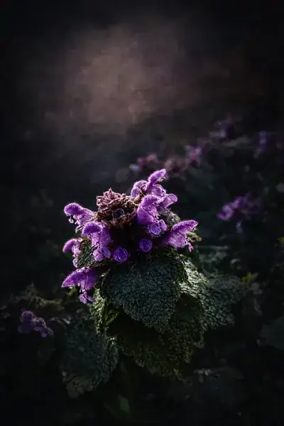 Red dead-nettle in early spring, an essential first food for queen bumble bees