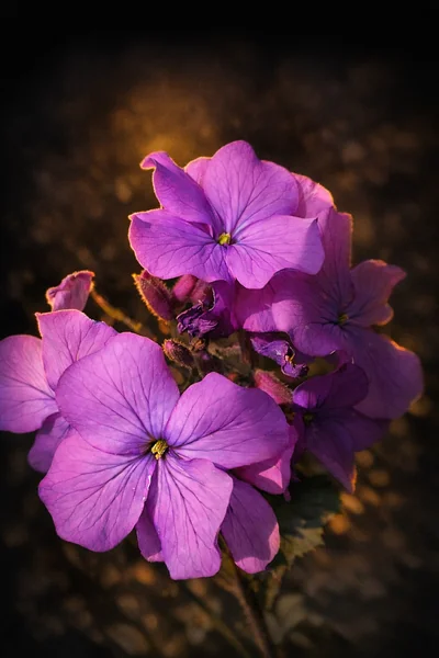 Cluster of mauve-pink Erysimum Bowles's Mauve flowers in close-up, four-petalled blooms lit by warm light against a dark garden background