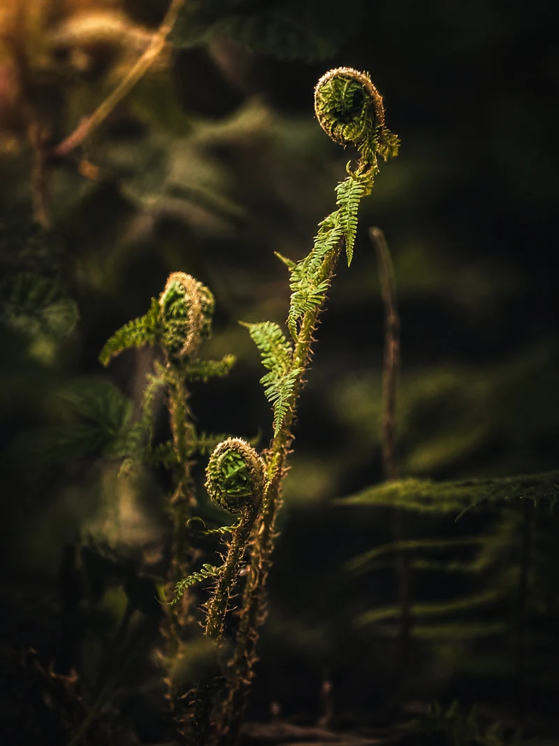 Male fern (Dryopteris filix-mas) croziers unfurling on a British woodland floor in late April — the tightly-coiled spiral catching low golden light, ramenta scales visible along the developing stem — The Britographer