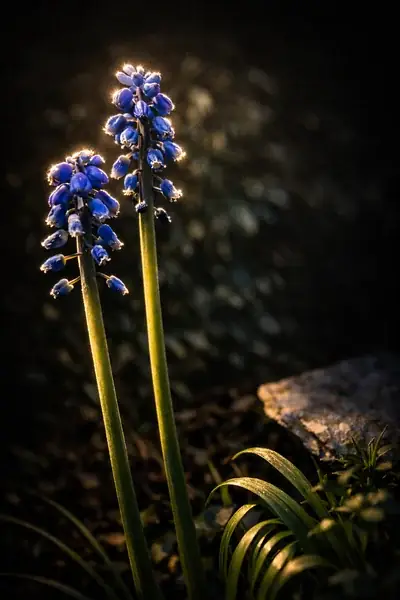Grape hyacinth (Muscari) flowers in tight blue spires, dew on the bell-shaped florets