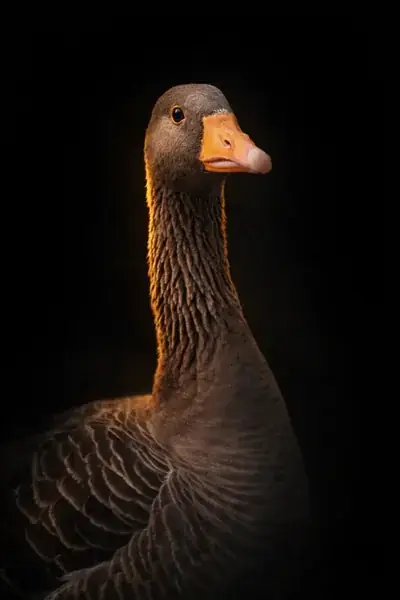 Grey-lag goose portrait with striking orange beak