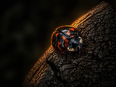 A harlequin ladybird (Harmonia axyridis) in melanic form on weathered bark — The Britographer