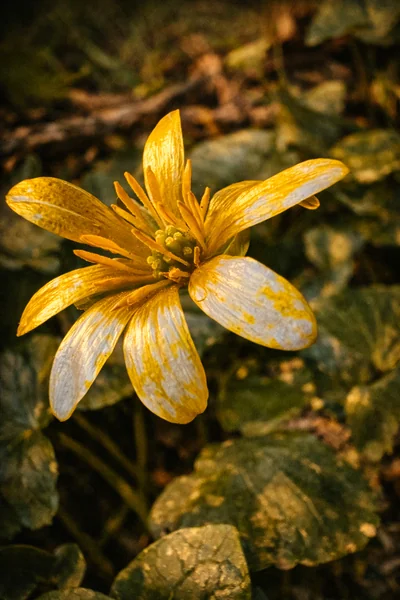 Lesser celandine in flower, bright yellow petals against dark heart-shaped leaves