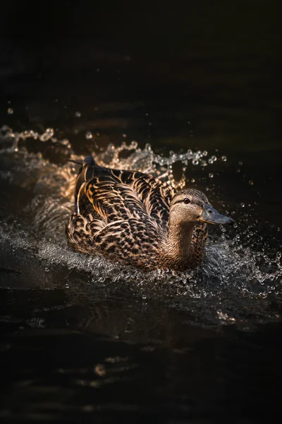 Female mallard driving across dark water in low, warm light, every brown feather lit