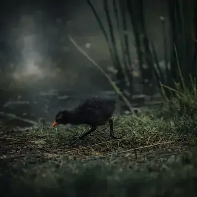 Moorhen chick at the water's edge, Pentrefelin, Wales