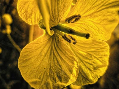 Oilseed rape flower, macro close-up — four yellow petals and six stamens against a dark background