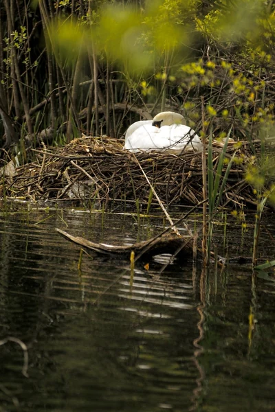 A mute swan settled on her reed-and-stick nest in marsh waters — The Britographer