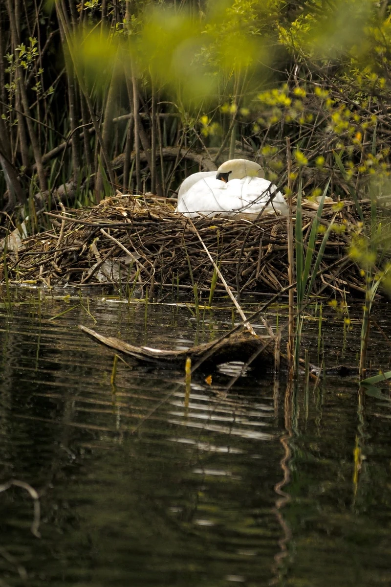 A mute swan (Cygnus olor) settled on her nest of reeds and sticks within the marsh waters, head tucked into her white plumage — The Britographer