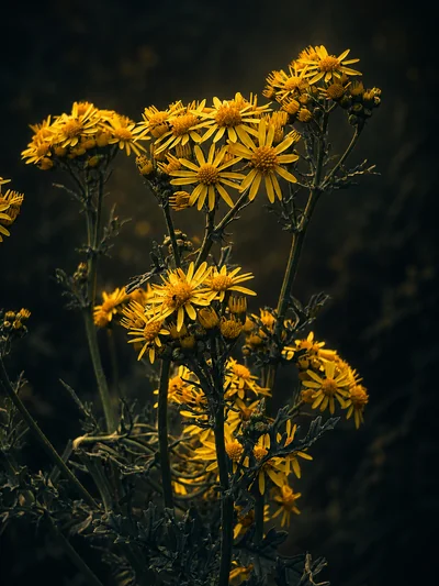 A loose column of yellow ragwort heads on branching stems against a dark background