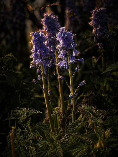 A Spanish bluebell (Hyacinthoides hispanica) upright on its stem, flowers radiating around the stem rather than drooping