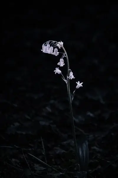 A native British bluebell in soft light, flowers arched and drooping from a single stem