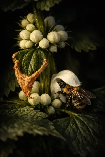 A bumblebee with its head inside a white dead nettle flower